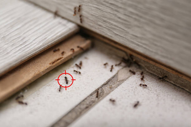 Pest Control Cost in Joseph, OR