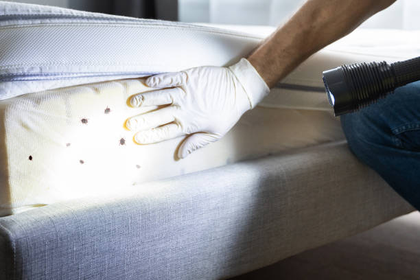 Best Wasp Removal Services  in Joseph, OR